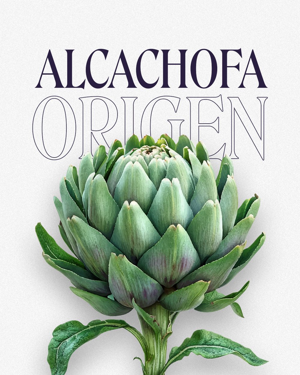 Catalogue cover — 'Alcachofa Origen', an engraved artichoke on cream