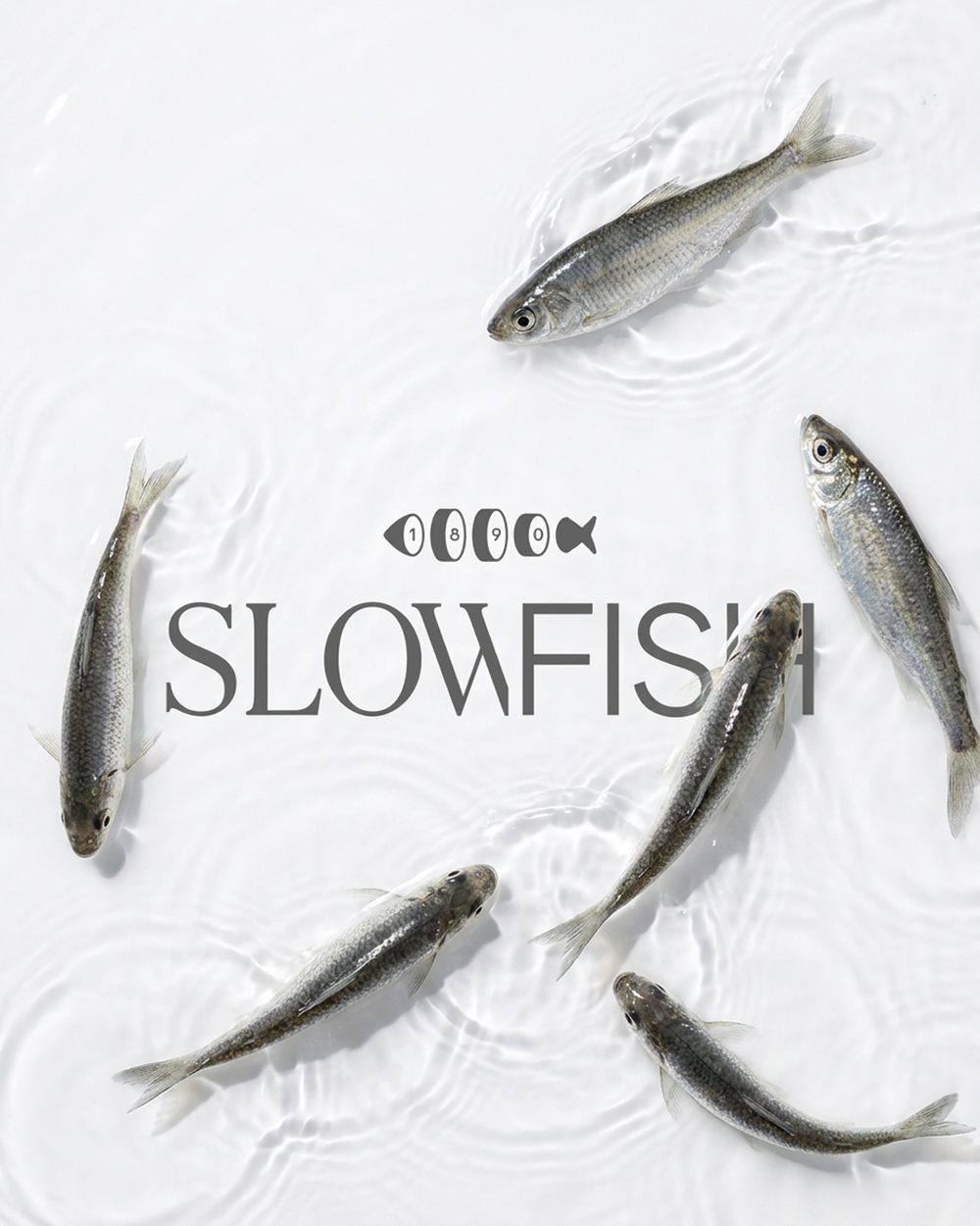 Catalogue cover — 'Slowfish', small silver fish laid out on white